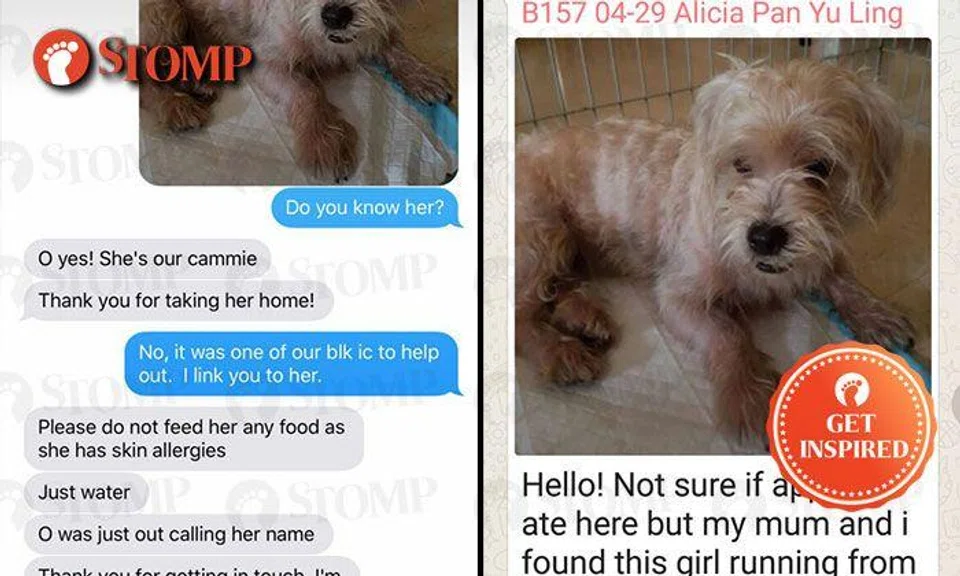 Family reunited with lost dog thanks to kind Pasir Ris residents