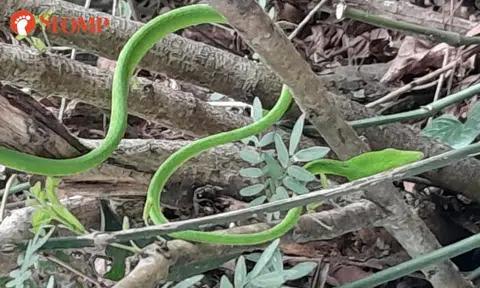 Bright green snake shocks couple on morning walk at Gillman Barracks