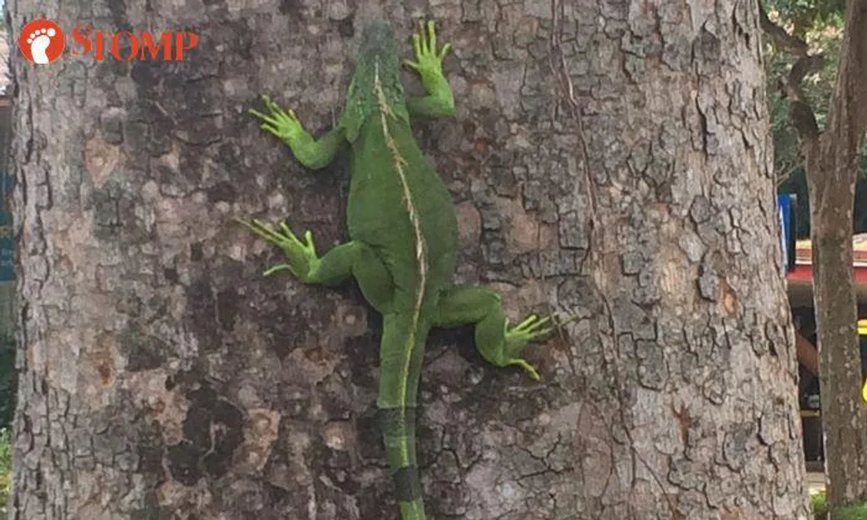 Fat iguana has trouble climbing up tree, should take PM Lee's advice about healthy diet