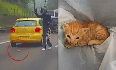Chinese motorcyclist stops rush hour traffic -- to save tiny kitten on road