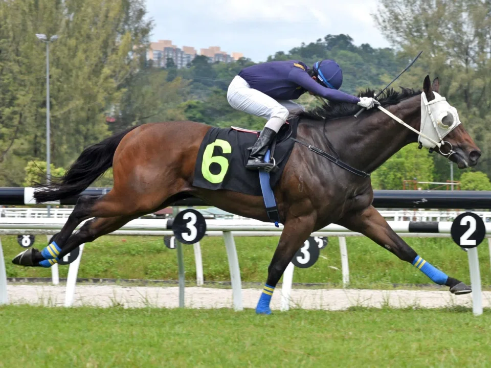 Former Australian galloper Honesty (Clyde Leck) getting his Malaysian racing career off to a winning start in a Class 4A (1,020m) race in Kuala Lumpur on March 1. Now trained by Joseph Leck, the son of Per Incanto will aim to stay unbeaten over the same course and distance but up in Class 3 on March 23.
