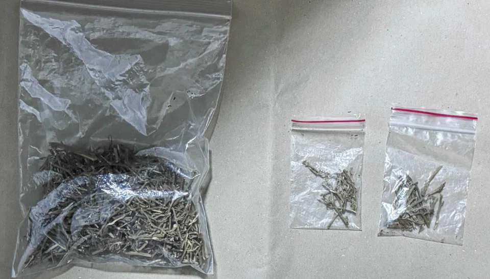 Plant parts believed to be from a cannabis plant recovered from a raid on residential unit in Tampines on Feb 13.