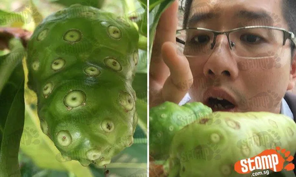 Anyone knows what these 'alien looking fruits' growing under tree in Kovan are?