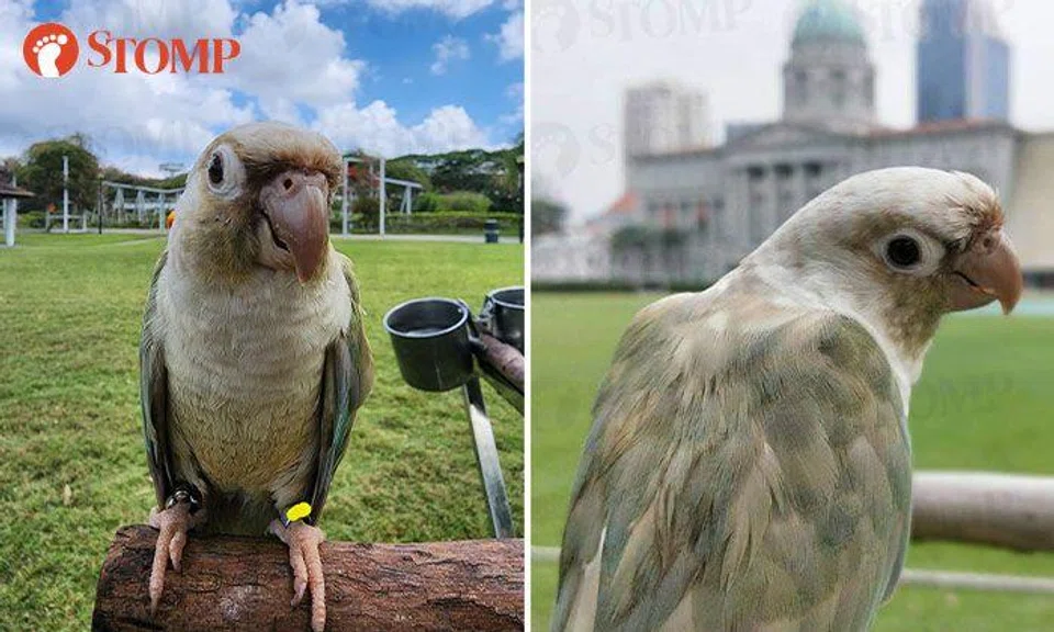 Family offering reward for return of missing conure, 'no questions asked'