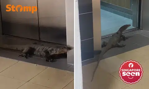 Monitor lizard seen 'waiting' outside lift at Jurong West block