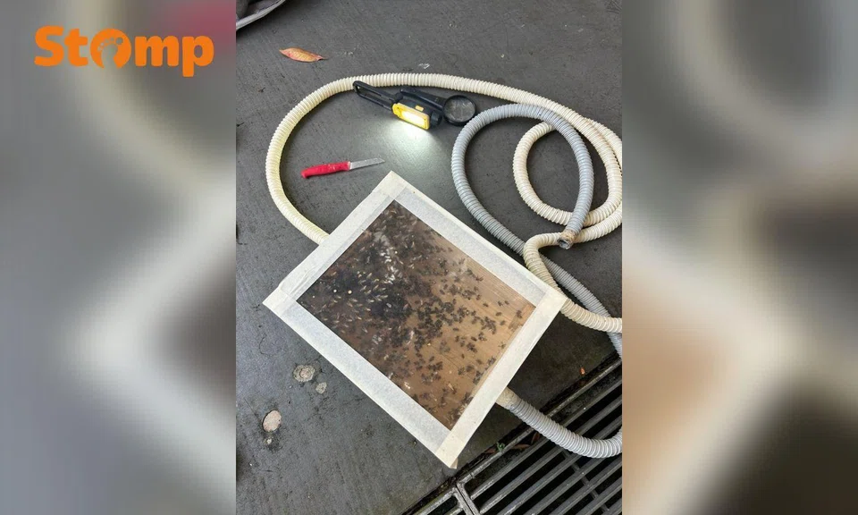 Bees rescued inside a wooden box