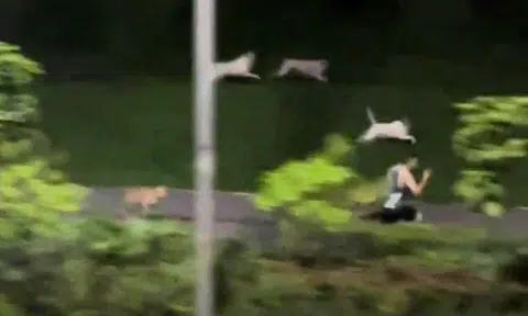 In a video widely shared on social media, a man can be seen jogging along a park connector at Pasir Ris Drive 3, near a group of dogs standing on an adjacent grassy slope.