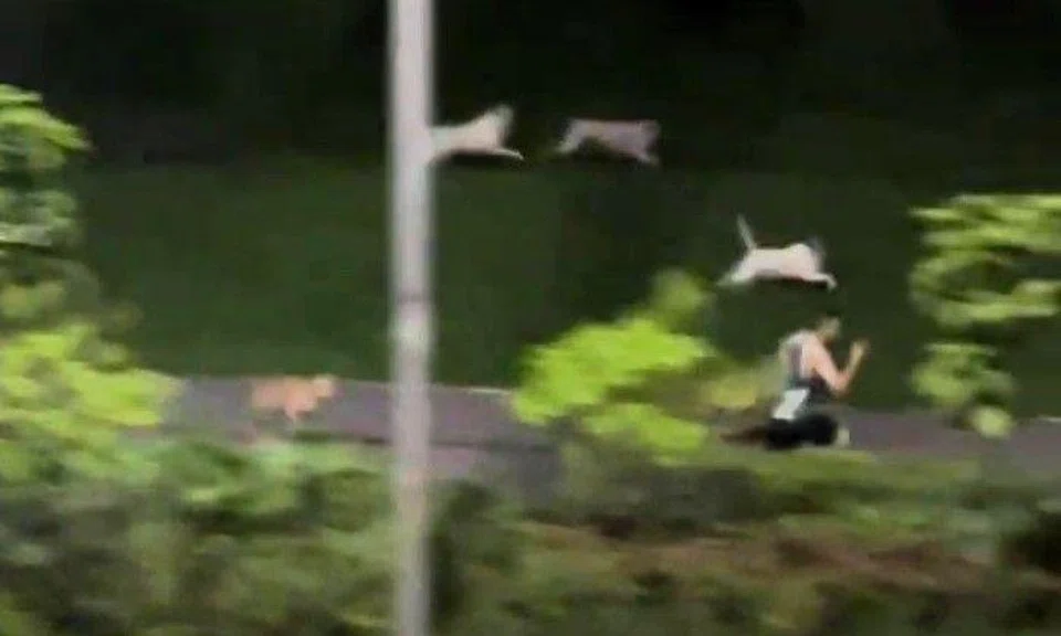 In a video widely shared on social media, a man can be seen jogging along a park connector at Pasir Ris Drive 3, near a group of dogs standing on an adjacent grassy slope.