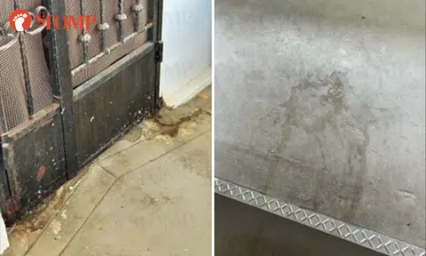 Boon Lay residents forced to keep doors and windows shut 24/7 due to strong stench of cat urine