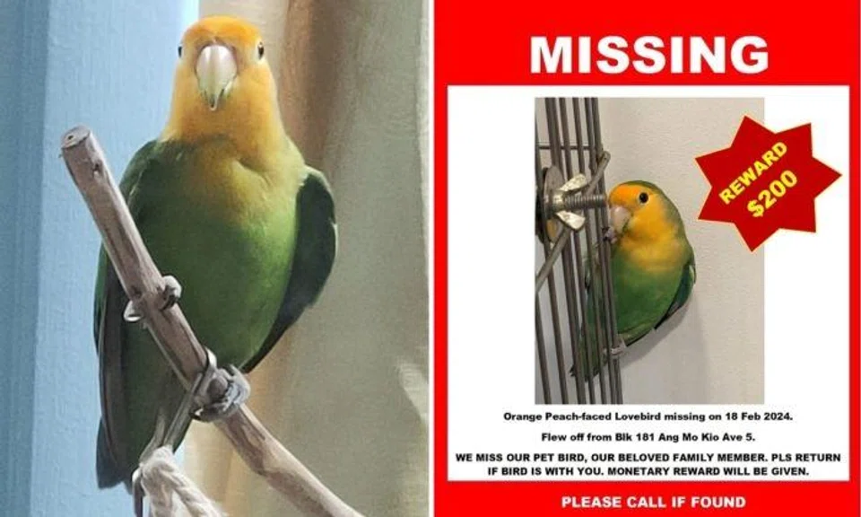 A woman is offering a $200 reward for a missing parrot named Autumn, last seen on Feb 18 in Ang Mo Kio.
