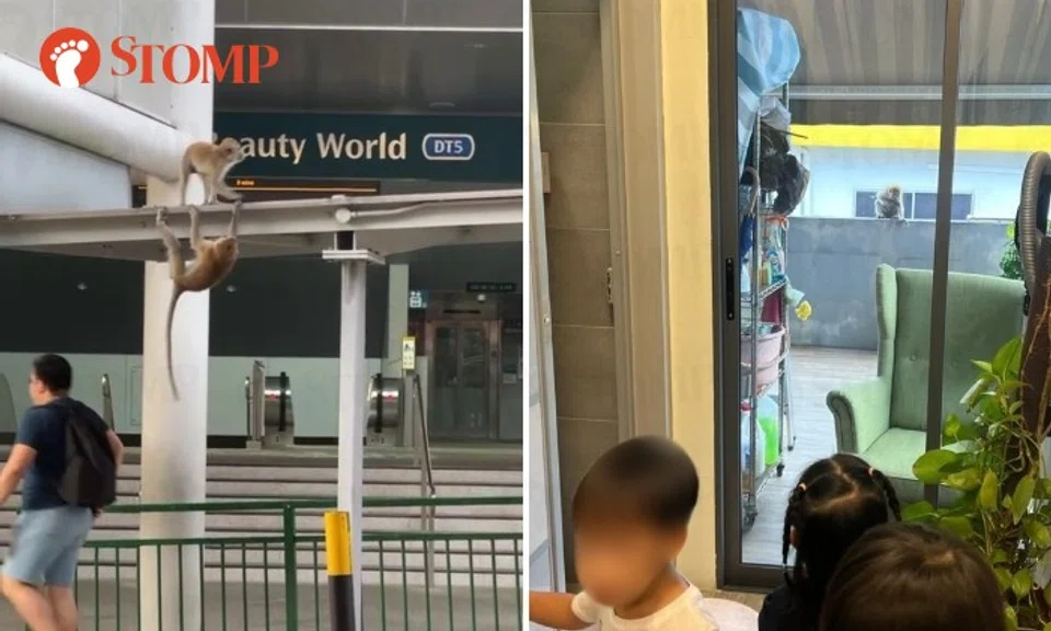 Apple Pie Language shared videos of two monkeys hanging around a sheltered walkway outside Beauty World MRT station and another gnawing on a cable near a cable box on a pillar, along with photos of a monkey outside the window of the enrichment centre.