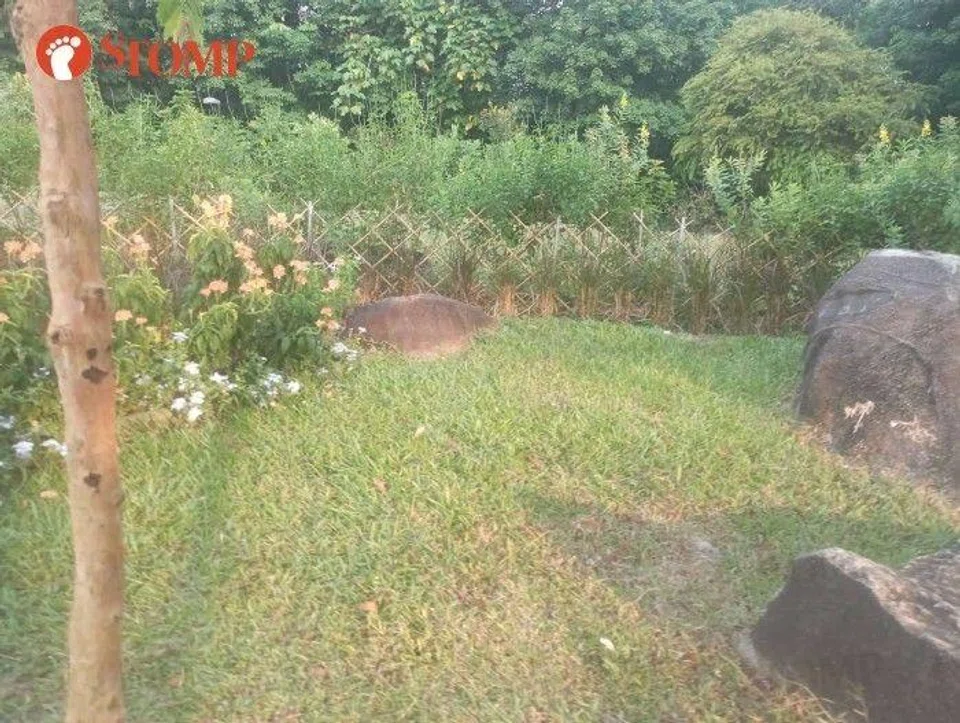 nparks landscape management volunteer