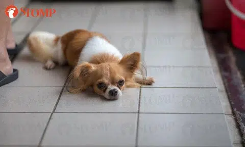 Family desperately looking for lost chihuahua: 'He's tiny, pampered, and can't survive on his own'