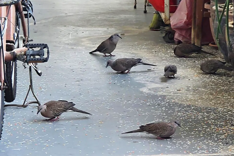 A member of the public submitted photos showing rice scattered all over the floor, with birds congregating in the area.