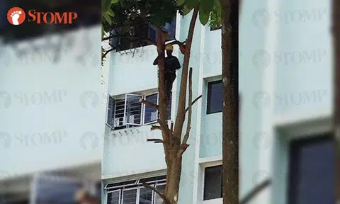 Stomper worried to see worker equipped only with harness while sawing trees