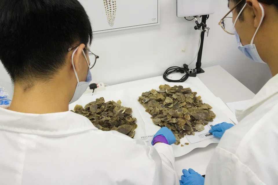 The National Parks Board confirmed that the scales originated from the species Manis javanica, commonly known as the Sunda pangolin, after conducting genetic analysis.