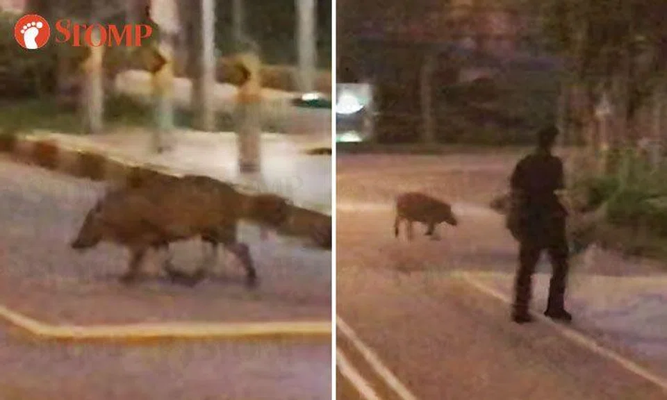 Lone wild boar makes another appearance at Yew Tee HDB estate