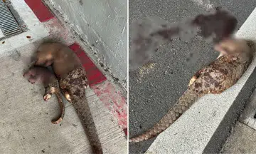 Adult-baby pangolin pair, apparently run over, found dead along road in Bukit Brown