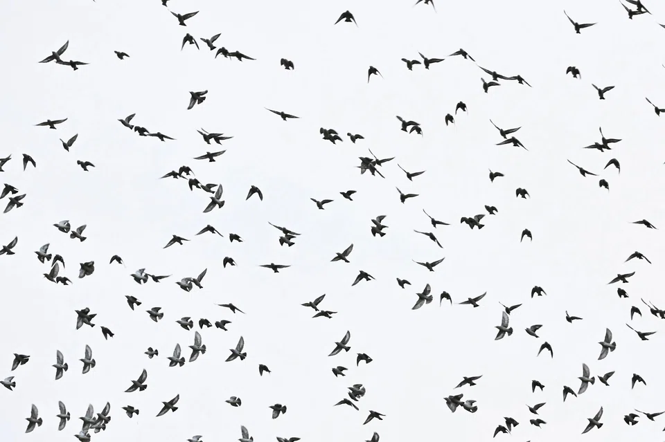 The daurian starlings are visitors that have flown south to escape the harsh winter in North-east Asia. ST PHOTO: LIM YAOHUI