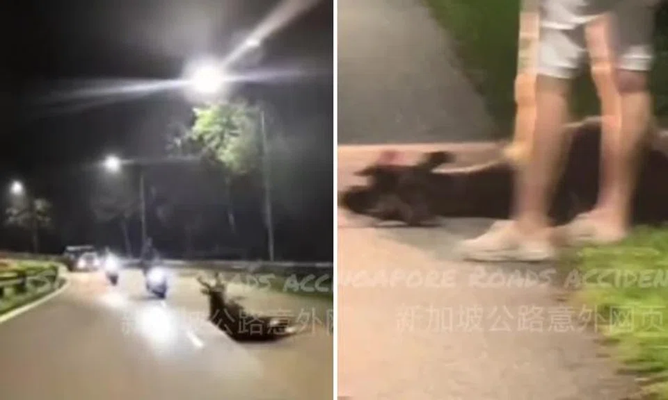 Rare sambar deer killed after being hit by two motorcycles on BKE