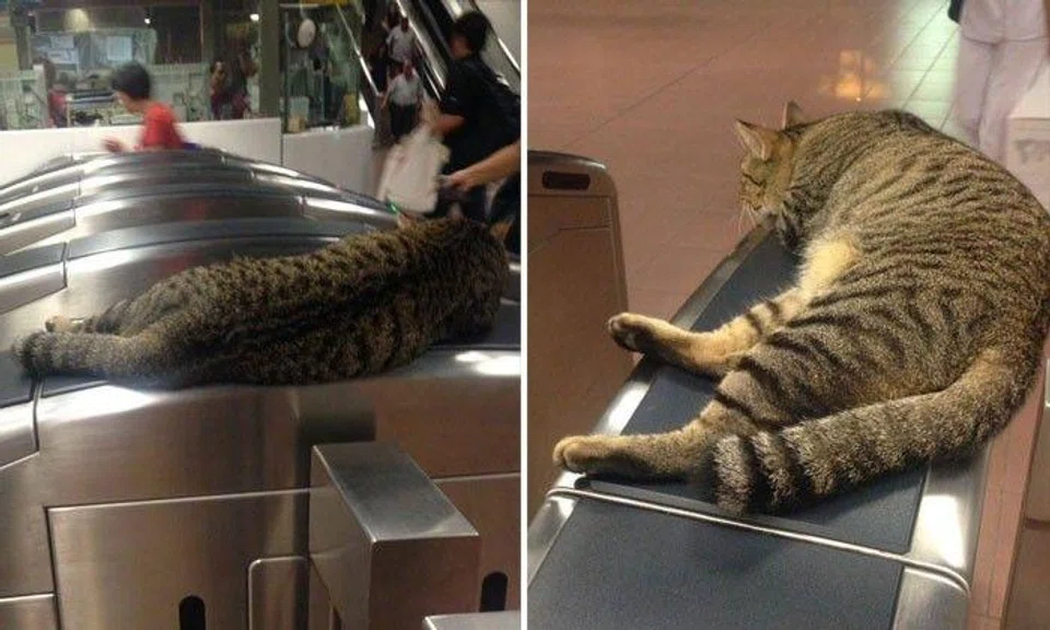 Thug life: Cat hangs out at MRT station gantry like a boss