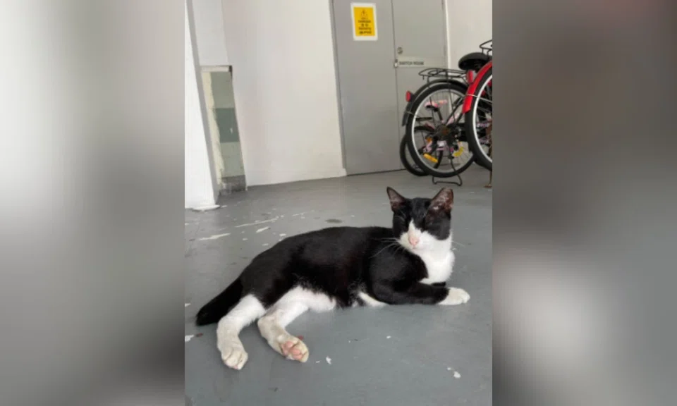 man confronts neighbour community cat Bukit Batok