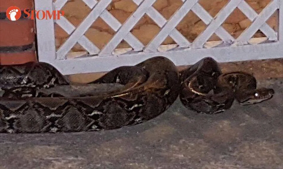 Oh my, that's a seriously huge python at Ang Mo Kio block 