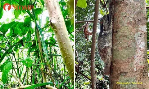 Can you spot and identify these 'masters of camouflage' at MacRitchie park?