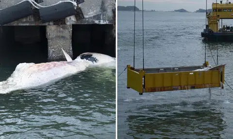 6.3m-long baleen whale carcass surfaces in Singapore off Tanjong Pagar