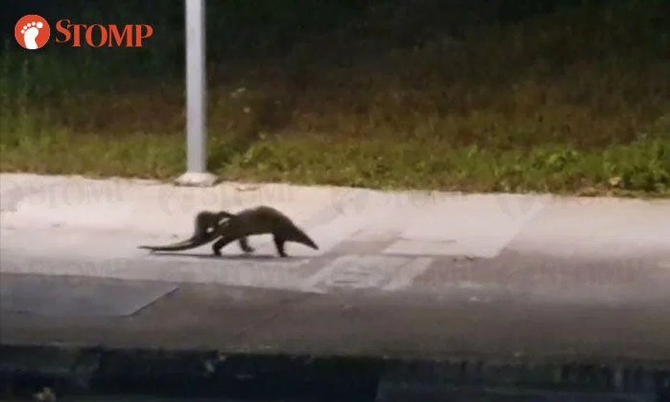 Critically endangered pangolin and baby take early morning stroll at Hillview