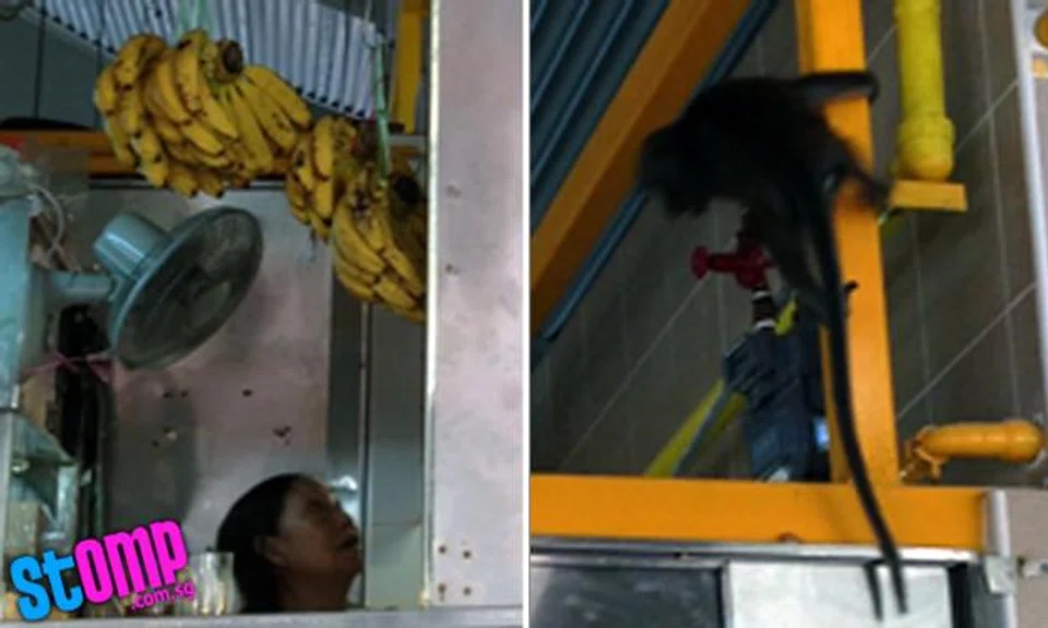 Monkey raids Changi Village stall for bananas