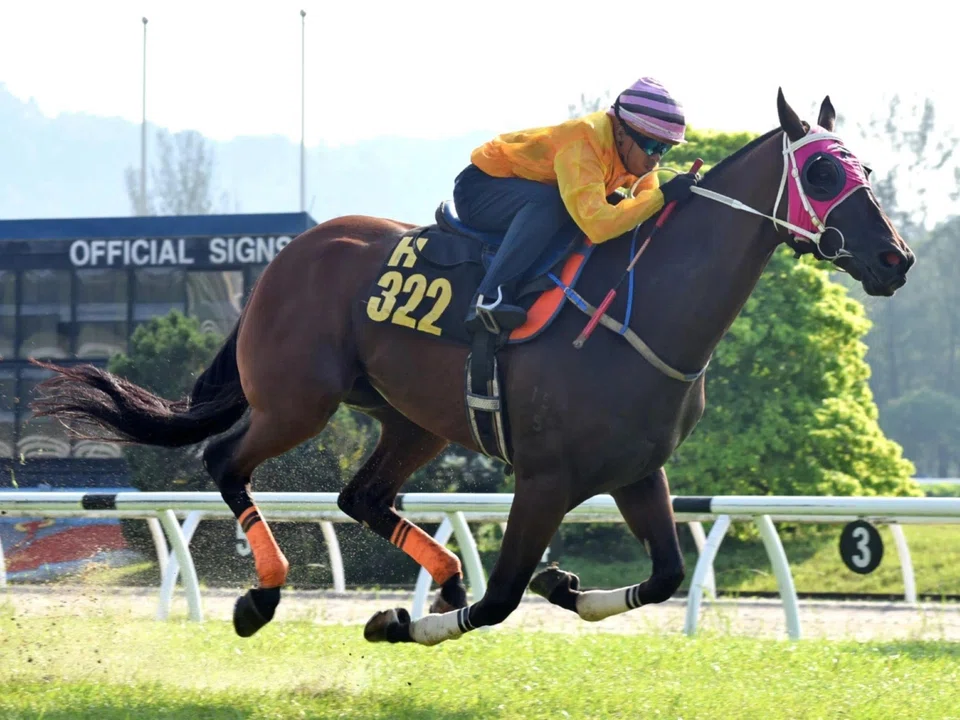 The Sharee Hamilton-trained Mr Big Brother (Ikram Jamaludin) galloping away to an easy barrier trial win at Sungai Besi on May 20. Joey, Joyee Go and Winning Symphony also won their respective trials in fast times. 