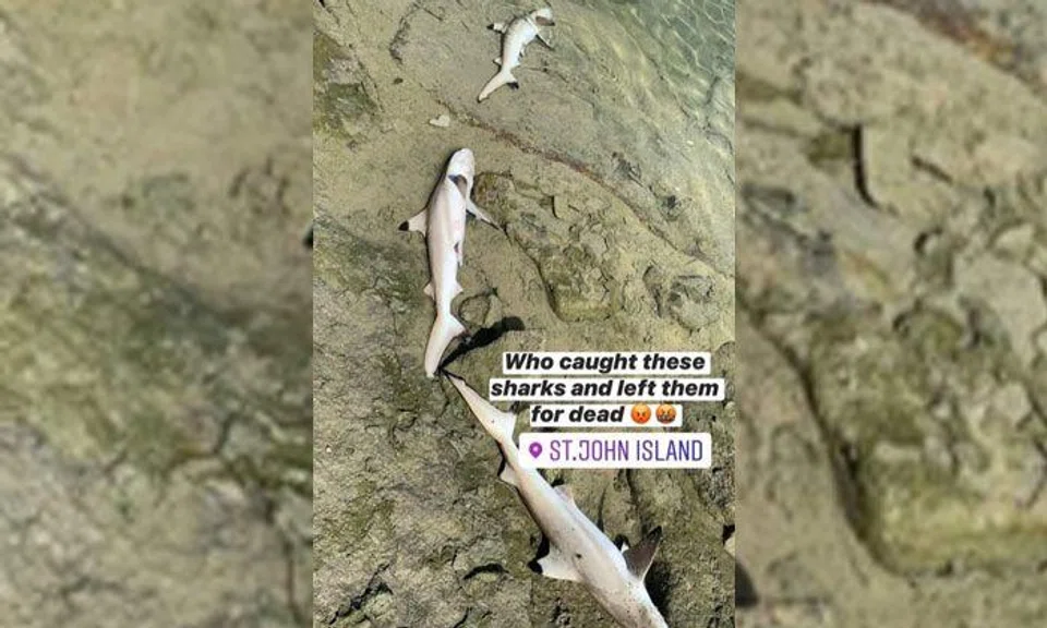 Organisation appeals for info after 3 blacktip reef shark pups found dead at St John's Island