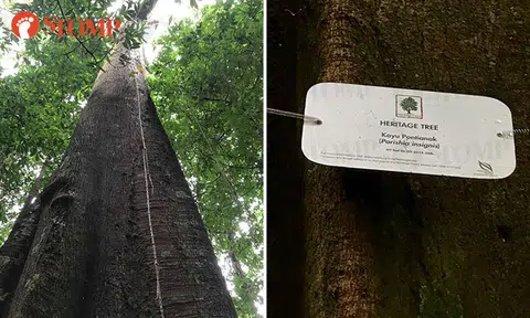 Is this tree the favourite haunt of the Pontianak?