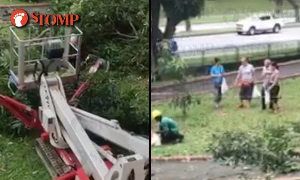 Tampines residents treated to sweet surprise after mango tree branch falls