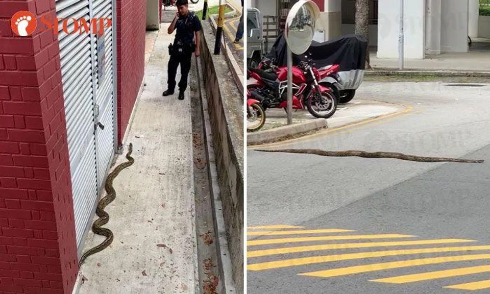 2-metre-long python spotted in Marsiling