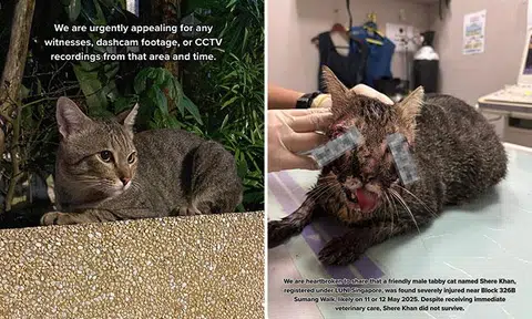 Gentle stray known as 'Papa Cat' dies after brutal attack in Punggol, second case in a week
