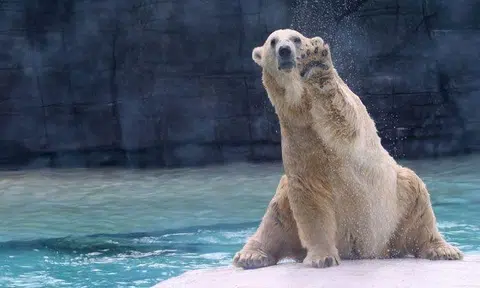 Singapore Zoo's Inuka the polar bear put down at 27 on 'humane and welfare grounds'