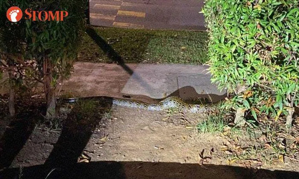 Stomper stumbles upon reticulated python at McNair Road