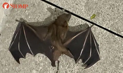 Stomper stumbles upon injured bat at Braddell MRT station: 'It looked like a pile of leaves'