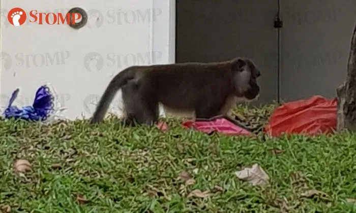 Lone monkey scavenges for food at Teck Whye Lane | STOMP