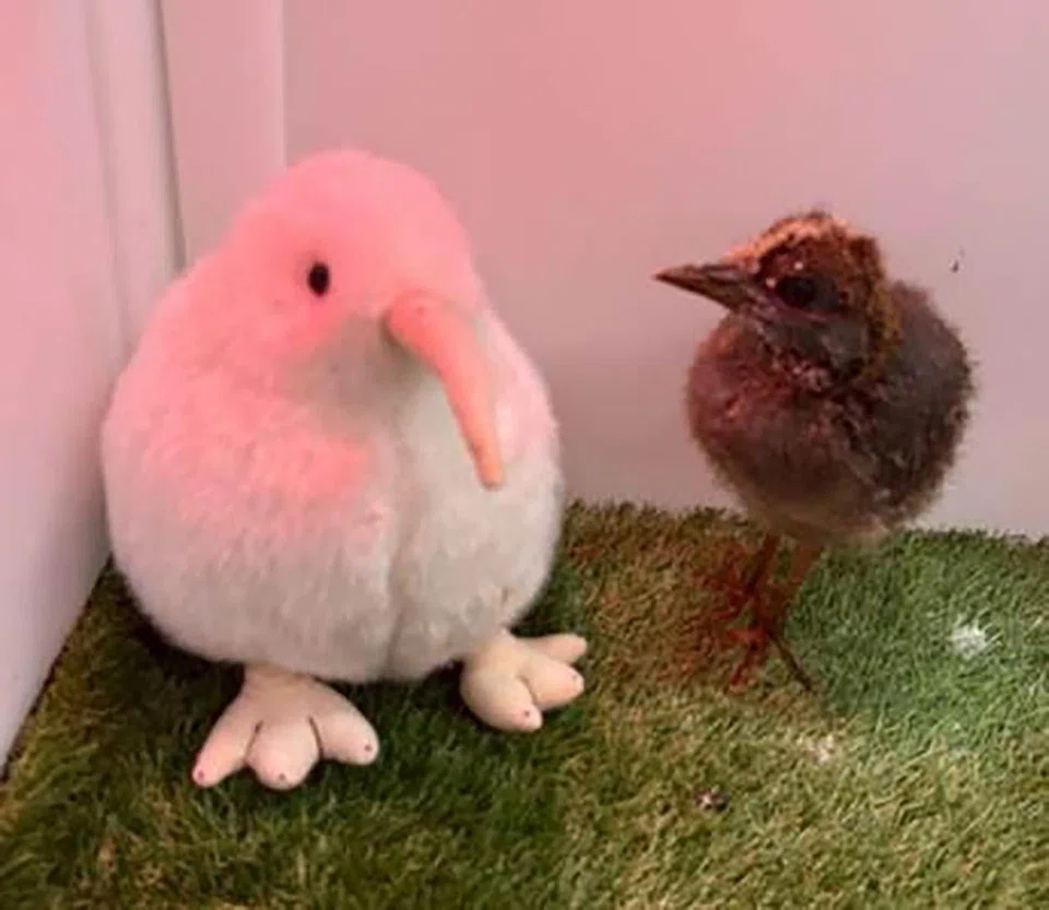 The kagu chick's daily routine includes morning sun sessions for natural vitamin D.