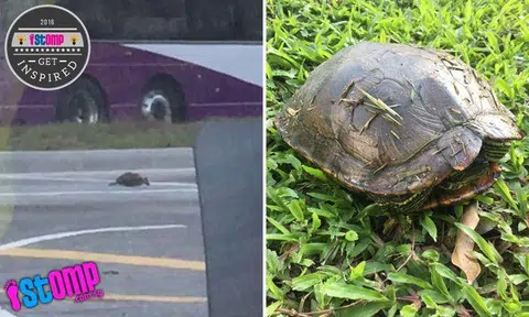 Stomp journalist sees turtle stranded on busy Yishun road -- and carries it back to grass patch