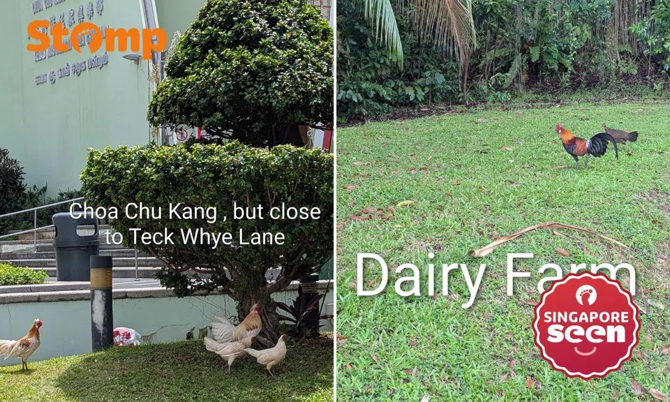 One Stomper is amused by the increase in chicken sightings across the island.