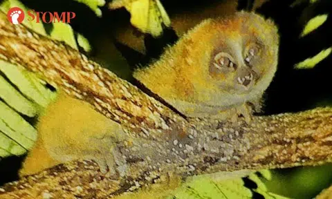 Man finally gets rewarded after searching 6 months for endangered slow loris