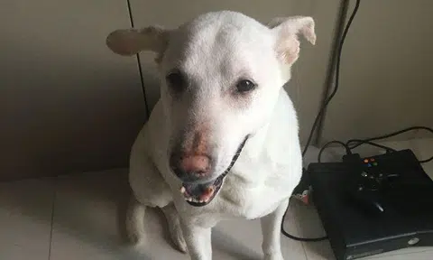 Man fined $4,800 for pet abandonment and keeping of unlicensed dogs