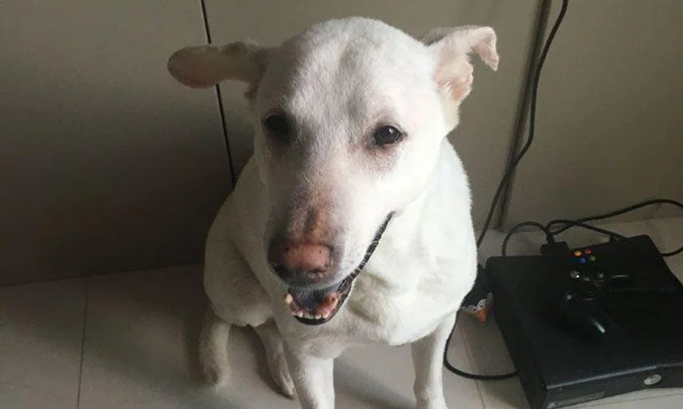 Man fined $4,800 for pet abandonment and keeping of unlicensed dogs