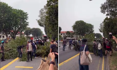 passers by unite to clear fallen tree branch along macpherson road
