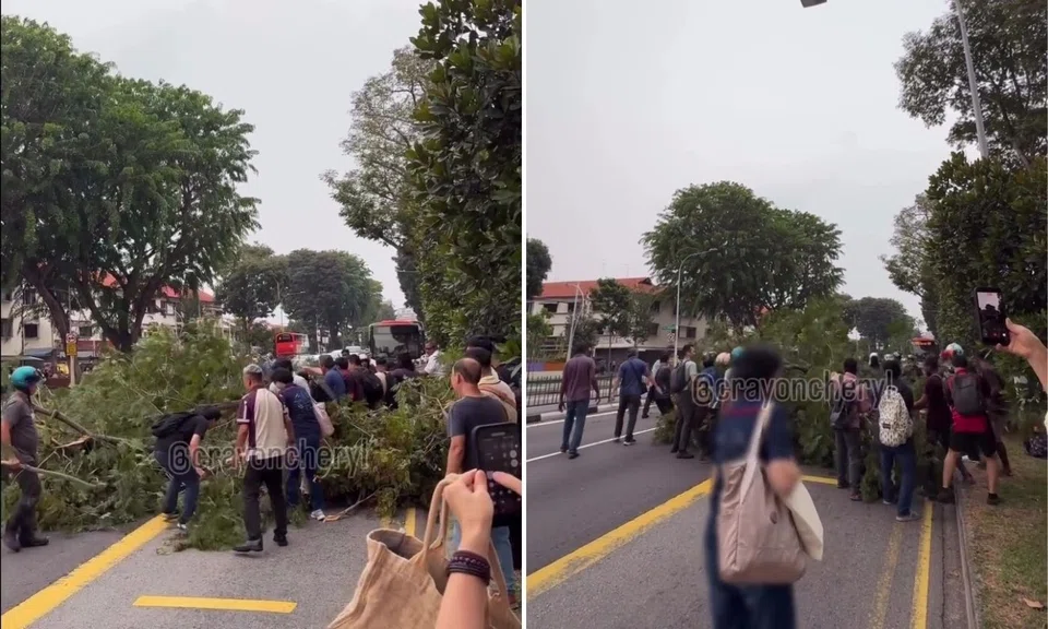 passers by unite to clear fallen tree branch along macpherson road