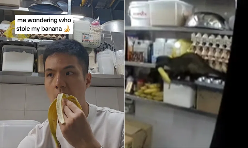 The cat-like creature was seen attempting to reach the top shelf with the banana when it fell.